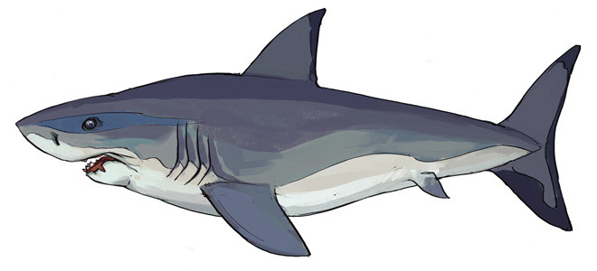 Dessin-concept de grand requin blanc